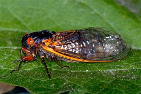 Why Do 17 Year Cicadas Come Out More Often Than Every 17 Years