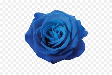 Emojisticker Emoji Blueemoji Blue Rose Flower Bluerose Blue Rose Png