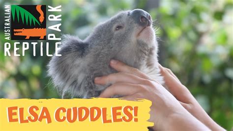 Cuddling Elsa The Koala The Australian Reptile Park Youtube