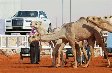 Women’s Camel Beauty Contest Concludes At King Abdulaziz Festival In Riyadh Arab News