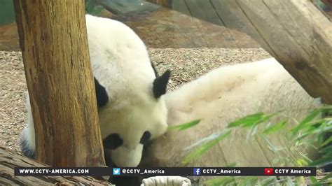 Zoo Atlanta Says Goodbye To Panda Twins Leaving For China Youtube