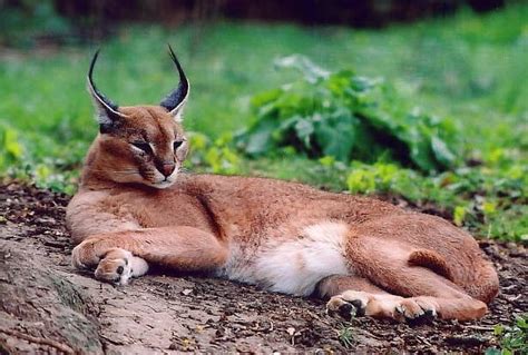 We did not find results for: Caracal | The Life of Animals