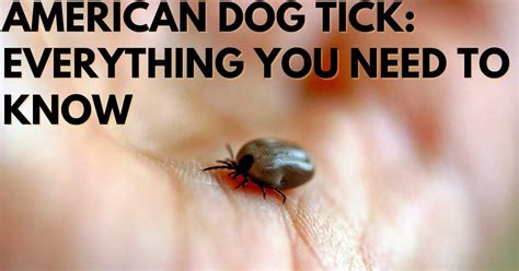 American Dog Tick Everything You Need To Know Stop Ticks