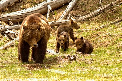 Yellowstone Grizzly Triplets With Mom Photograph By Adam Jewell Fine