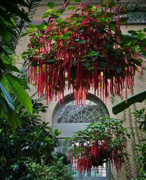 Acalypha Hispida Chenille Plant Makes A Great Hanging Basket Plant