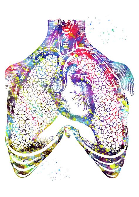 Human Heart And Lungs 2 Digital Art By Erzebet S Fine Art America