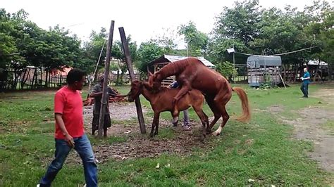 Kumpulan kuda kawin | horses mating #horsesmating #kudakawin # tuosafeto kuda kawin setahun dalam sekali, perkawinan kuda biasanya dilakukan 2 kali, kaki belakang kuda betina. Kuda sumbawa dikawinkan dengan Kuda Australia - YouTube