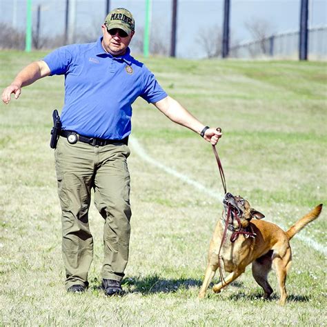 Streamline offers the american red cross lifeguard training course in southern california, denver colorado and dallas texas. Police canines get certified in necessary skills - North ...