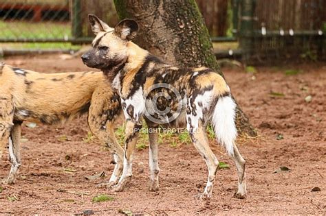 African Wild Dog Wildlife Reference Photos For Artists