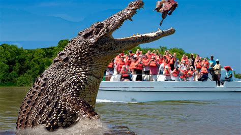 10 Biggest Crocodiles In The World Youtube
