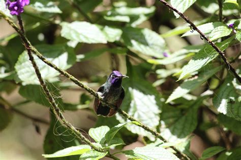 Violet Headed Hummingbird Zoochat