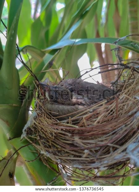 Baby Bird Birds Nest Stock Photo 1376736545 Shutterstock