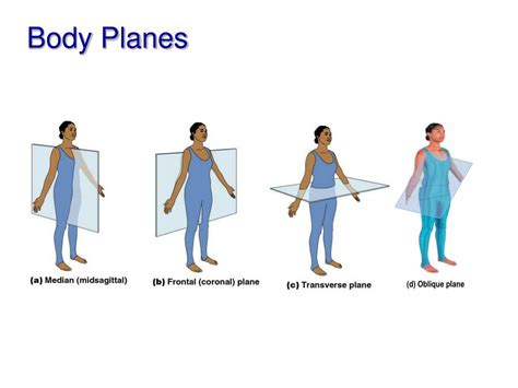 Oblique Plane Anatomy Definition Anatomy Book