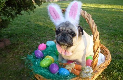 Pug Easter Wabbit Pug Pictures Funny Animal Pictures Cute Pugs Cute