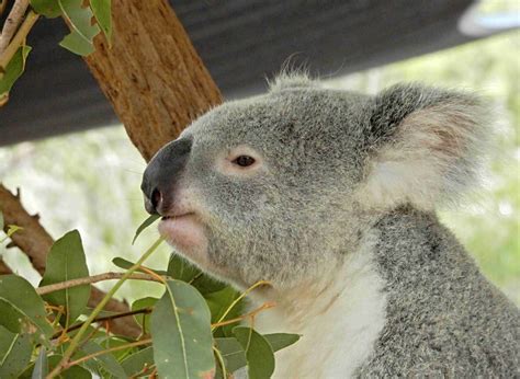 Koala Kvíz Profil Kukabara