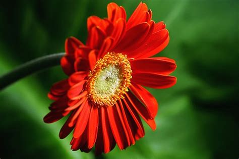 Your flowers stock images are ready. red daisy flower photos.jpg