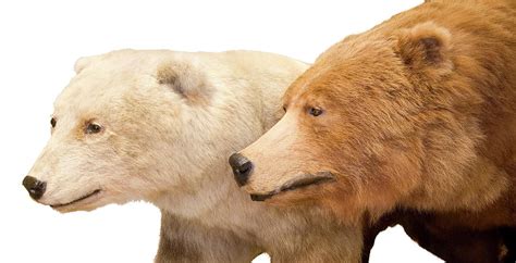 Grizzly Polar Bear Hybrid Specimen 2 Photograph By Natural History
