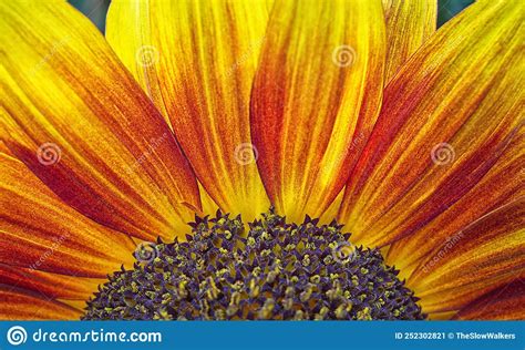 Close Up Of Vibrant Coloured Sunflower Helianthus Annuus Stock Image