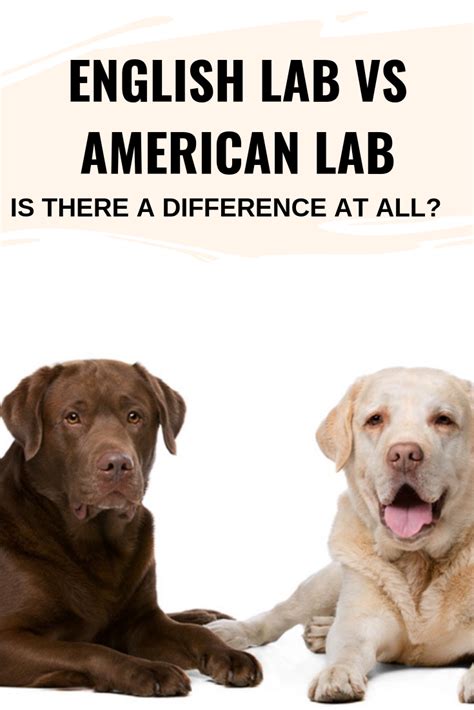 English Lab Vs American Lab Is There A Difference At All Artofit