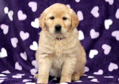 Please read our golden retriever breed buying advice page first, or try our useful dog breed selector to find the perfect dog breed. Recklessly: Dog Golden Retriever Puppy Price