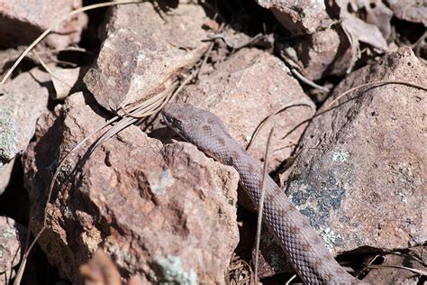 Twin Spotted Rattlesnake Phoenix Zoo Arizona Trail · Inaturalist
