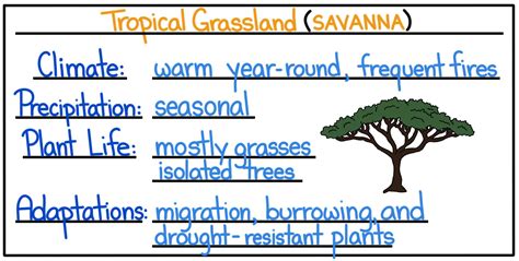 Tropical Biomes — Rainforest Dry Forest And Savanna Expii