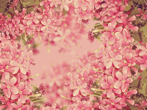 Flowers Pink Texture Photos In  Format Free And Easy Download