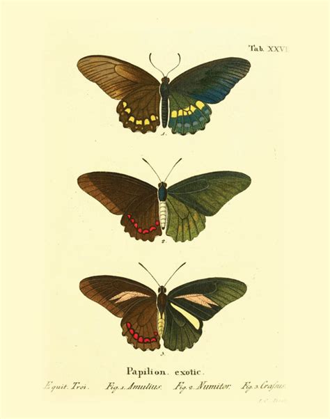 Vintage Botanical Butterfly Prints Images And Photos Finder