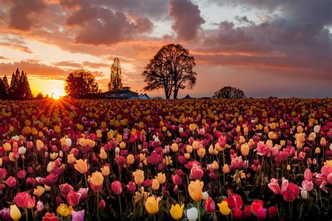 4k Descarga Gratis Tulipanes Al Atardecer árbol Sol Flores Nubes