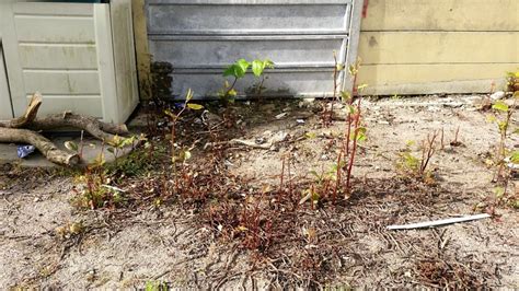 Japanese Knotweed Removal In Chester Case Study