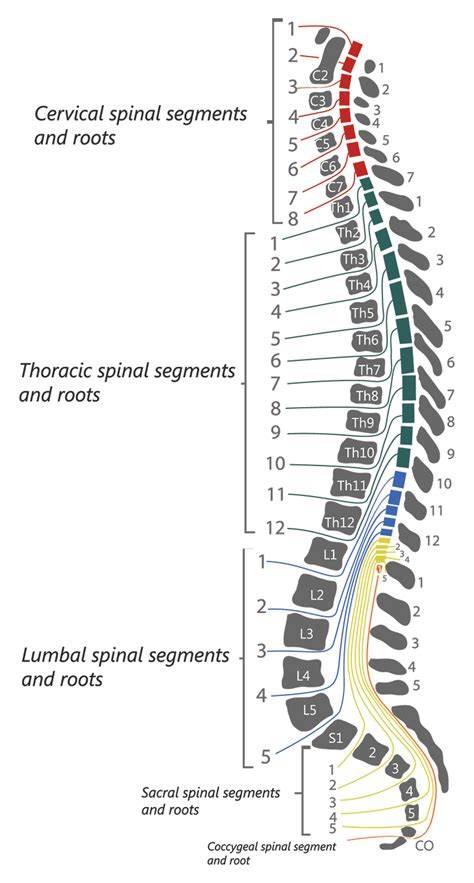 Spinal Cord Injury Levels Classification