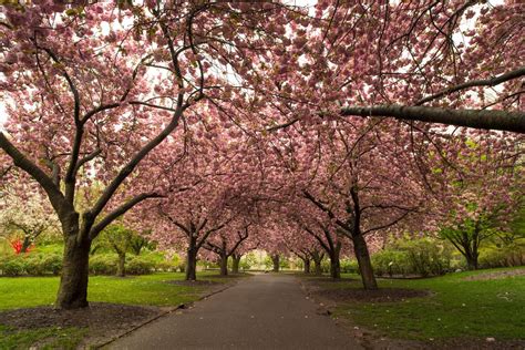 Cherry Blossom Portland Japanese Garden Topartisticexpert