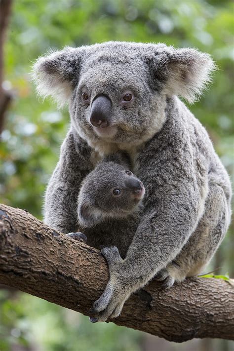 Mom Or Mum In Australia