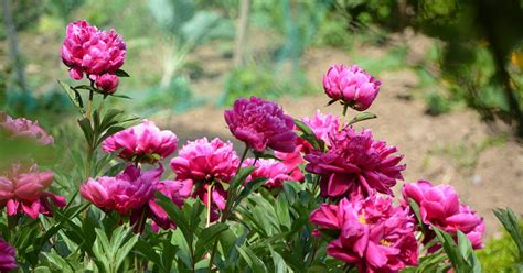 How To Grow Peonies Bring These Beauties To Your Garden Garden Front