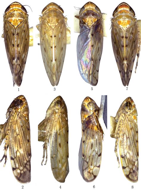 Review Of Chinese Species Of The Leafhopper Genus Scaphoidella Vilbaste 1968 Hemiptera