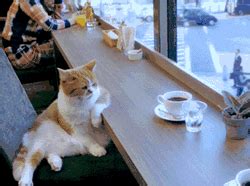 11701 international drive suite 400 orlando, fl 32821 usa. Cat Cafe GIF - Find & Share on GIPHY