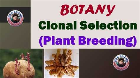 Clonal Selection Plant Breeding Botany 4th Semester Paper 5 Hsr
