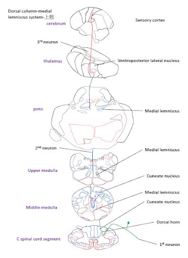 Ali feili md, mbamore info on dorsal column medial. Dorsal column-medial lemniscus system - 小小整理網站