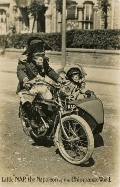 Nap synonyms, nap pronunciation, nap translation, english dictionary definition of nap. Little "Nap", the Napoleon of the Chimpanzee World, 1915 ...