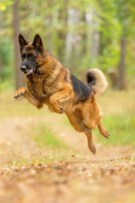 Happy German Shepherd Running And Jumping Germanshepherd German