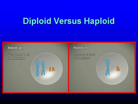 Diploid Versus Haploid