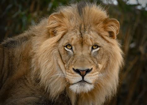 Lion Front View Face