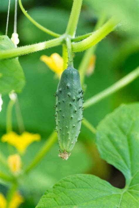 How To Grow Cucumbers Growfully