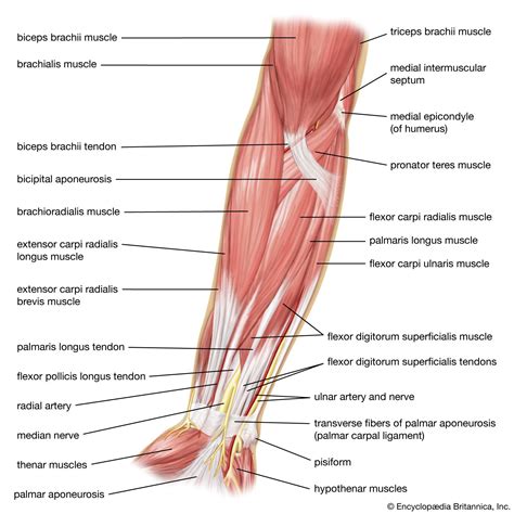 Human Muscle System Shoulder Muscles Joints Movements Britannica