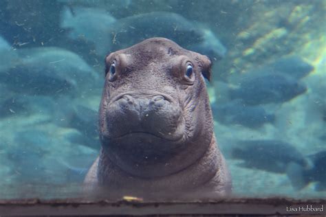 The Public Can Now See Fritz The Baby Hippo At The Cincinnati Zoo