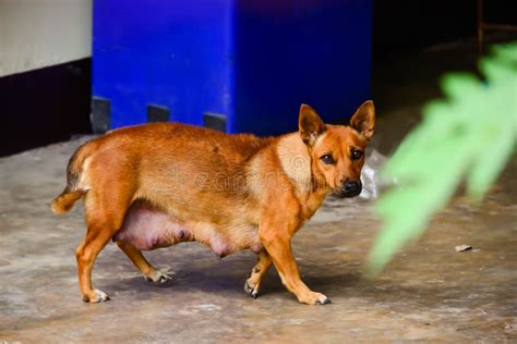 A Nursing Mother Dog Stock Photo Image Of Alone Doggy 146171404