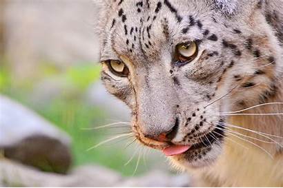 Leopard Snow Leopardo Wallpapers Animal Whatsapp Fondos