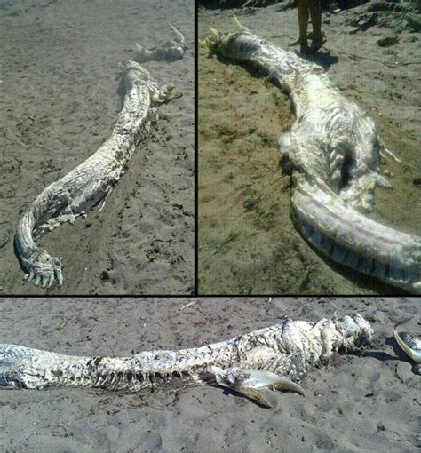 Cryptomundo Horned Sea Monster Washes Up On Spanish Coast