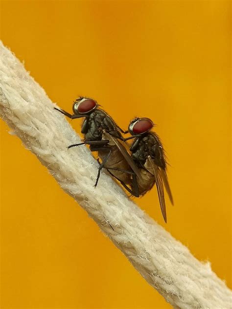 Mating Of Common Housefly Pixahive