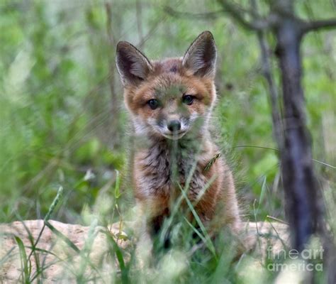 Cute Baby Red Fox